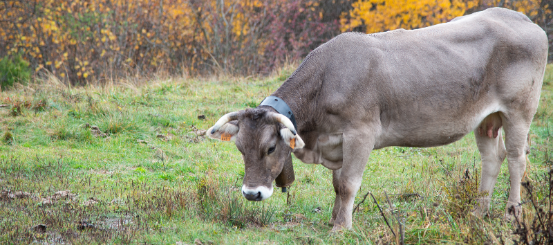 pano vache